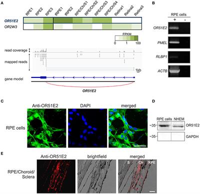 Odorant Receptor 51E2 Agonist β-ionone Regulates RPE Cell Migration and Proliferation